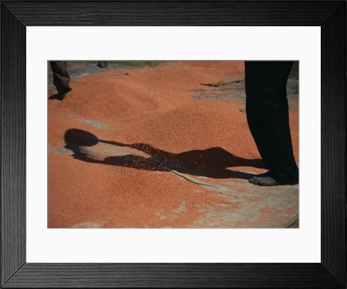 Framed Print : Shadow of worker on lentils, Ankober, Ethiopia, Africa Framed Print : Shadow of worker on lentils, Ankober, Ethiopia, Africa