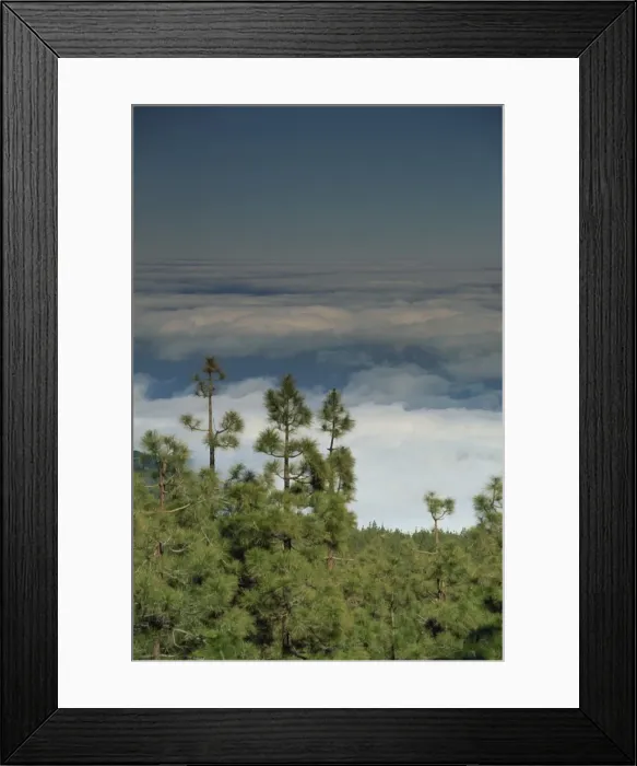 Framed Print : Pine trees above the clouds, Teide National Park, Tenerife, Canary Islands Framed Print : Pine trees above the clouds, Teide National Park, Tenerife, Canary Islands