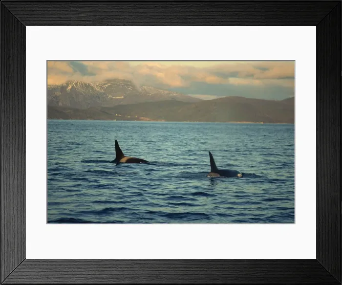 Framed Print : Killer whales (Orcinus Orca) research, wintertime, Tysfjord, Arctic, Norway Framed Print : Killer whales (Orcinus Orca) research, wintertime, Tysfjord, Arctic, Norway