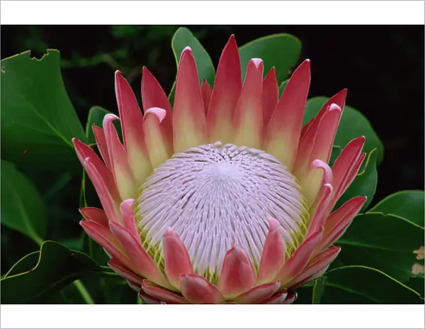 King protea (Protea cynaroides), Kirstenbosch Botanical Gardens, Cape Town