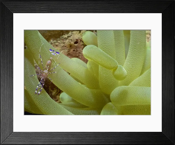 Framed Print : Purple and white shrimp on yellow tentacle coral, Honduras, Central America Framed Print : Purple and white shrimp on yellow tentacle coral, Honduras, Central America