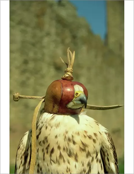 Head of hooded Saker falcon, Ludlow Castle, Shropshire, England, United Kingdom, Europe
