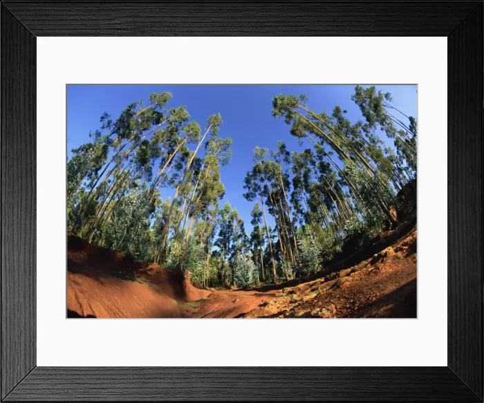 Framed Print : Giant farmed eucalyptus forest, Addis Ababa, Ethiopia, Africa Framed Print : Giant farmed eucalyptus forest, Addis Ababa, Ethiopia, Africa
