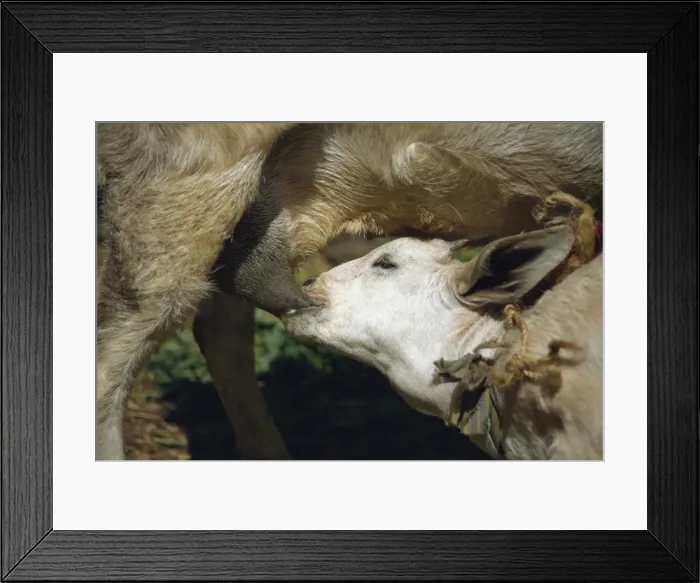 Framed Print : Contented kid breast feeding from its mother, Ethiopia, Africa Framed Print : Contented kid breast feeding from its mother, Ethiopia, Africa