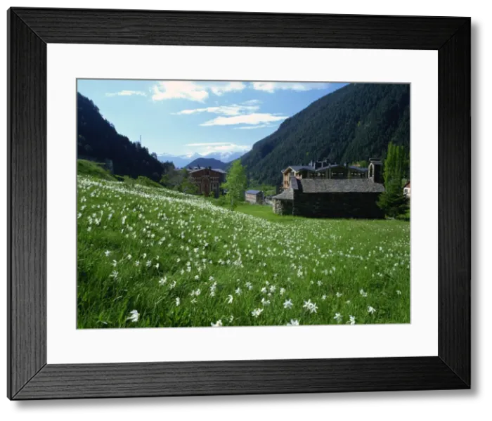 Framed Print : Poets narcissus (Narcissus poeticus) and tiny old church above Arinsal village where Andorras national flower grows in profusion, Arinsal, Andorra Framed Print : Poets narcissus (Narcissus poeticus) and tiny old church above Arinsal village where Andorras national flower grows in profusion, Arinsal, Andorra