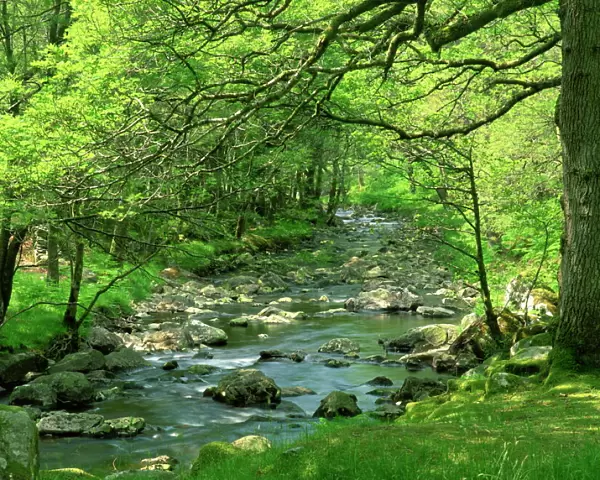Afon Artro passing through natural oak wood, Llanbedr, Gwynedd, Wales, United Kingdom