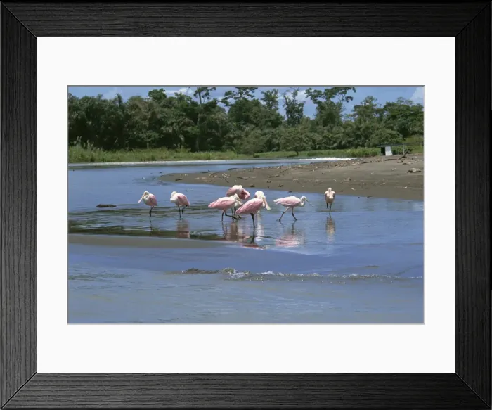 Framed Print : Flock of roseate spoonbills (Ajaia ajaja) in shallow water, Pacuare River Framed Print : Flock of roseate spoonbills (Ajaia ajaja) in shallow water, Pacuare River