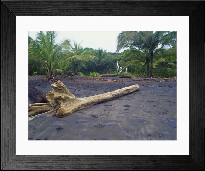 Framed Print : Numbered posts on Tortuguero Beach for marking position of nesting turtles Framed Print : Numbered posts on Tortuguero Beach for marking position of nesting turtles