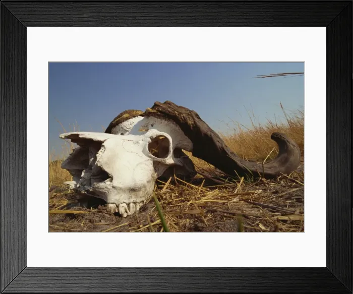 Framed Print : Skull of Cape buffalo (Syncerus caffer), Kruger National Park, South Africa, Africa Framed Print : Skull of Cape buffalo (Syncerus caffer), Kruger National Park, South Africa, Africa