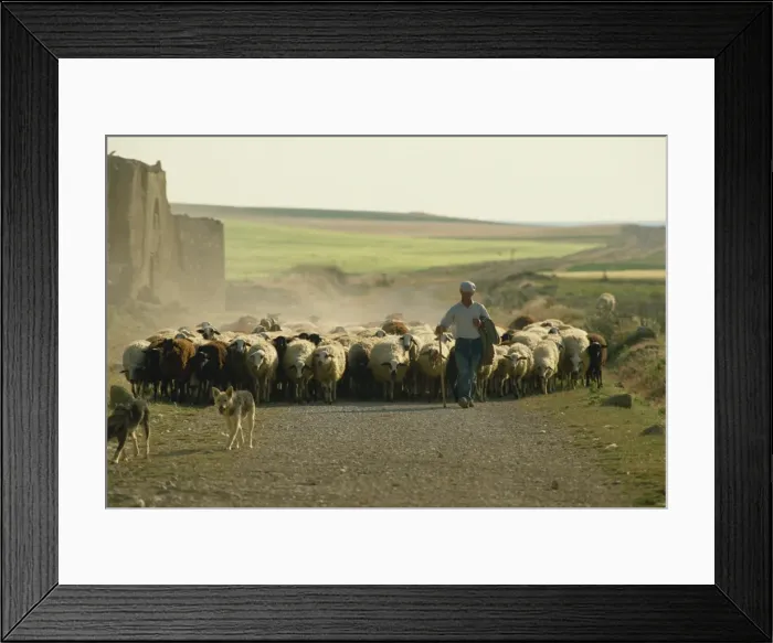 Framed Print : Shepherd with his flock, near Zamora, Castilla Leon, Spain, Europe Framed Print : Shepherd with his flock, near Zamora, Castilla Leon, Spain, Europe