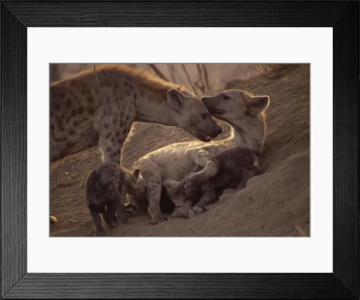 Framed Print : Spotted hyenas (Crocutta crocutta), Kruger National Park, South Africa, Africa Framed Print : Spotted hyenas (Crocutta crocutta), Kruger National Park, South Africa, Africa