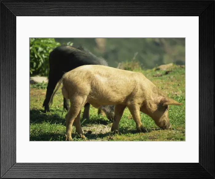 Framed Print : Wild boar, Corsica, France, Europe Framed Print : Wild boar, Corsica, France, Europe