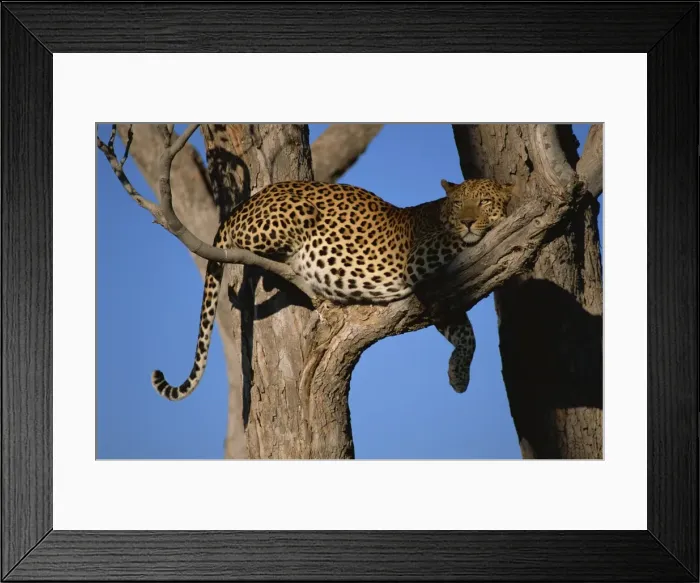 Framed Print : Leopard (Panthera pardus) in tree, Okavango Delta, Botswana, Africa Framed Print : Leopard (Panthera pardus) in tree, Okavango Delta, Botswana, Africa