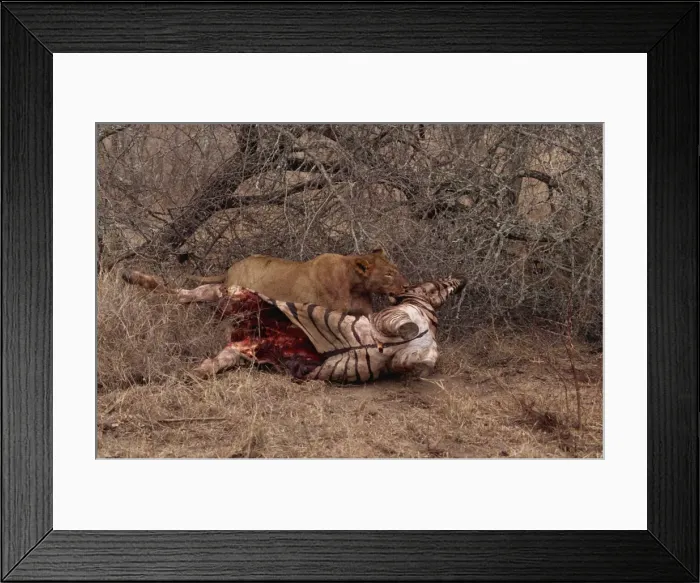 Framed Print : Lion (Panthera leo) with prey, Kruger Park, South Africa, Africa Framed Print : Lion (Panthera leo) with prey, Kruger Park, South Africa, Africa