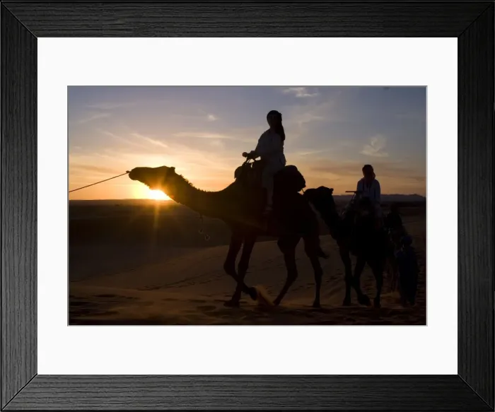 Framed Print : Dromedaries taking tourists on a sunset ride, Merzouga, Morocco, North Africa, Africa Framed Print : Dromedaries taking tourists on a sunset ride, Merzouga, Morocco, North Africa, Africa