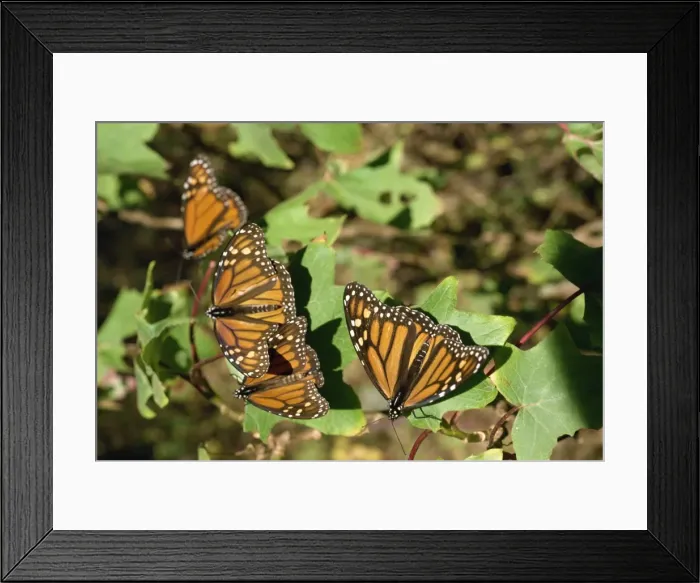 Framed Print : Monarch butterflies in Mexico, North America Framed Print : Monarch butterflies in Mexico, North America