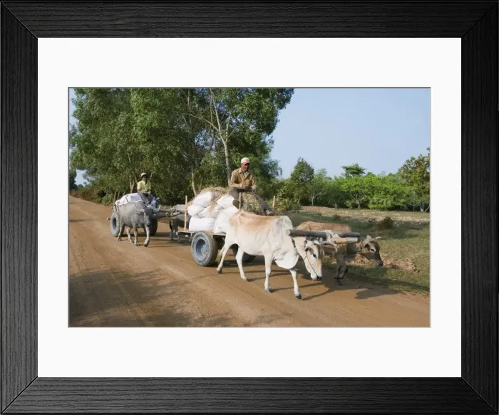 Framed Print : Ox cart, Cambodia, Indochina, Southeast Asia, Asia Framed Print : Ox cart, Cambodia, Indochina, Southeast Asia, Asia
