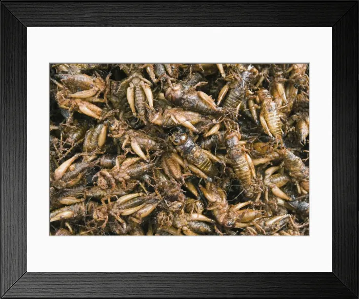 Framed Print : Cooked crickets for sale in market, Cambodia, Indochina, Southeast Asia, Asia Framed Print : Cooked crickets for sale in market, Cambodia, Indochina, Southeast Asia, Asia