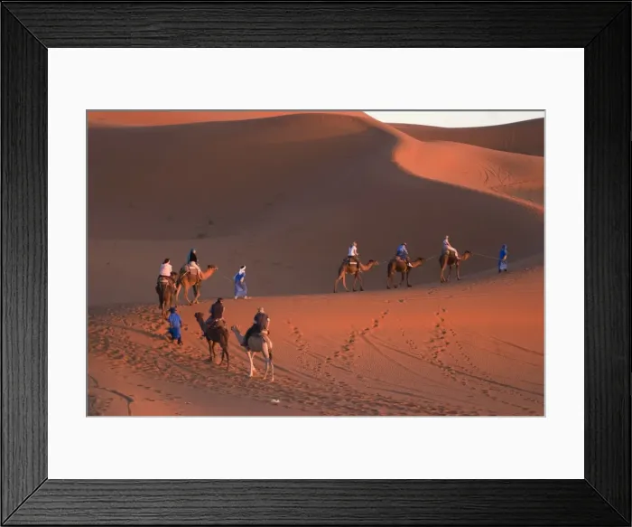 Framed Print : Dromedaries taking tourists on a sunset ride, Merzouga, Morocco, North Africa, Africa