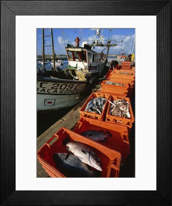 Framed Print : Fishing boats unloading, Sagres, Algarve, Portugal, Europe Framed Print : Fishing boats unloading, Sagres, Algarve, Portugal, Europe