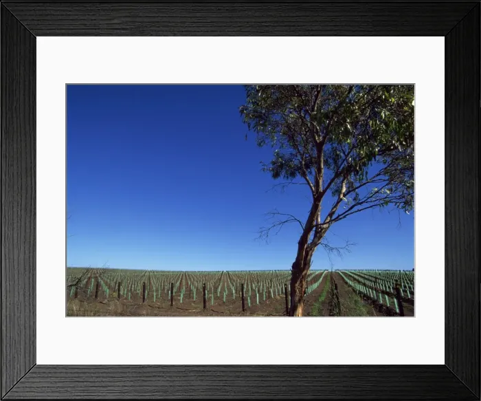 Framed Print : Newly planted vines, McLaren Vale, Seaview Road, South Australia, Australia, Pacific Framed Print : Newly planted vines, McLaren Vale, Seaview Road, South Australia, Australia, Pacific