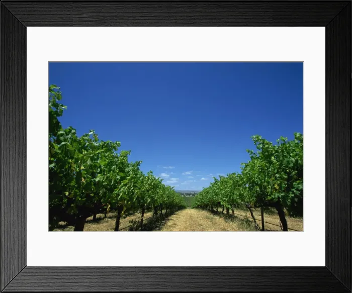 Framed Print : Vines, Maxwells Winery, McLaren Vale, South Australia, Australia, Pacific Framed Print : Vines, Maxwells Winery, McLaren Vale, South Australia, Australia, Pacific