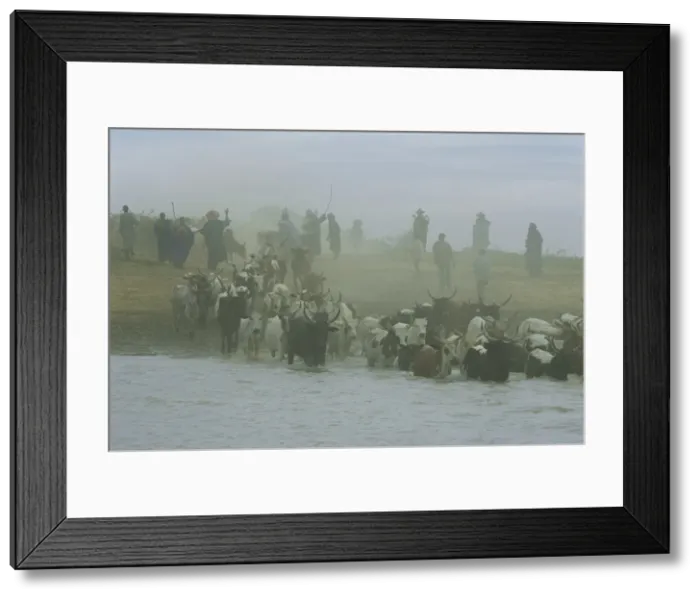 Framed Print : Peul men with cattle crossing the Bani River during transhumance, Sofara Framed Print : Peul men with cattle crossing the Bani River during transhumance, Sofara