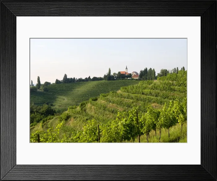 Framed Print : Jeruzalem vineyards, Mura (Pomurje), Slovenia, Europe Framed Print : Jeruzalem vineyards, Mura (Pomurje), Slovenia, Europe