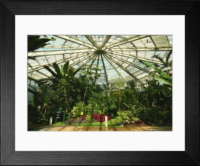 Framed Print : Interior of hot house, Phoenix Parc Floral de Nice, Nice, Alpes Maritimes Framed Print : Interior of hot house, Phoenix Parc Floral de Nice, Nice, Alpes Maritimes