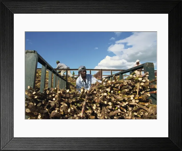 Framed Print : Loading sugar cane, south coast, Dominican Republic, West Indies, Central America Framed Print : Loading sugar cane, south coast, Dominican Republic, West Indies, Central America