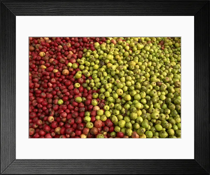 Framed Print : Cider apples, Normandy, France, Europe
