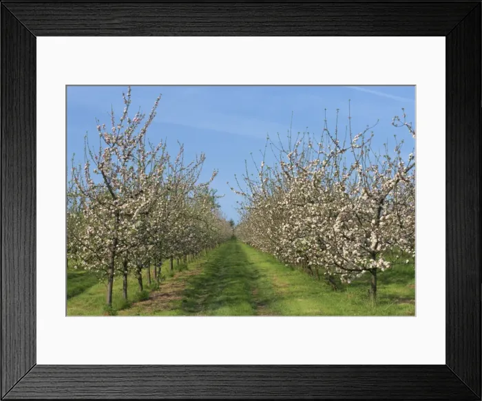 Framed Print : Apple trees in blossom, Normandy, France, Europe Framed Print : Apple trees in blossom, Normandy, France, Europe