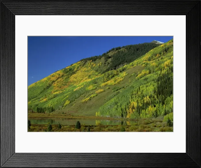 Framed Print : Aspens by lake, San Juan Skyway, Colorado, United States of America, North America Framed Print : Aspens by lake, San Juan Skyway, Colorado, United States of America, North America