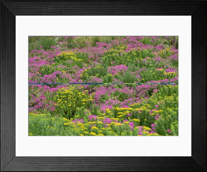 Framed Print : Wild flowers in spring, Cape Peninsula, South Africa, Africa Framed Print : Wild flowers in spring, Cape Peninsula, South Africa, Africa