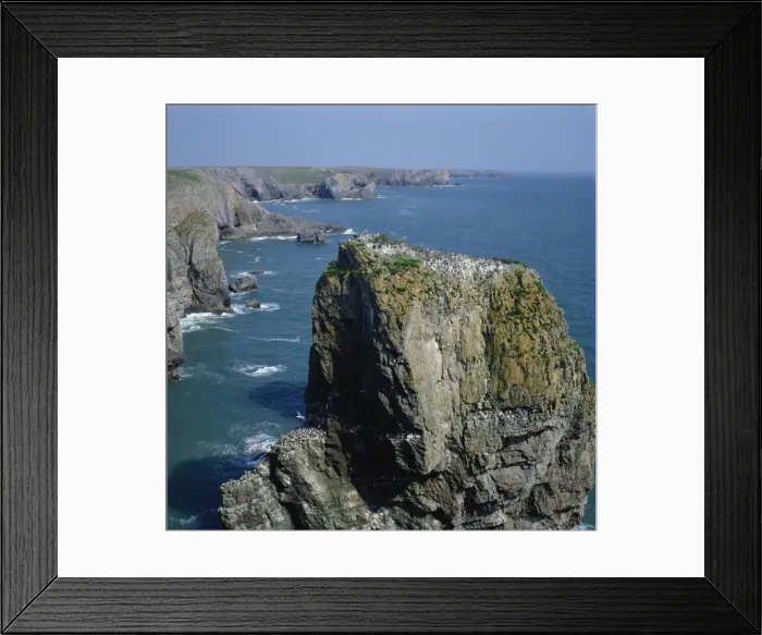 Framed Print : Seabird colony, Elegug Stacks, Pembrokeshire, Wales, United Kingdom, Europe Framed Print : Seabird colony, Elegug Stacks, Pembrokeshire, Wales, United Kingdom, Europe