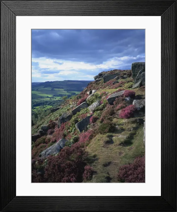 Framed Print : Heather and rocky terrain, Froggatt Edge, Derbyshire, England, United Kingdom, Europe Framed Print : Heather and rocky terrain, Froggatt Edge, Derbyshire, England, United Kingdom, Europe