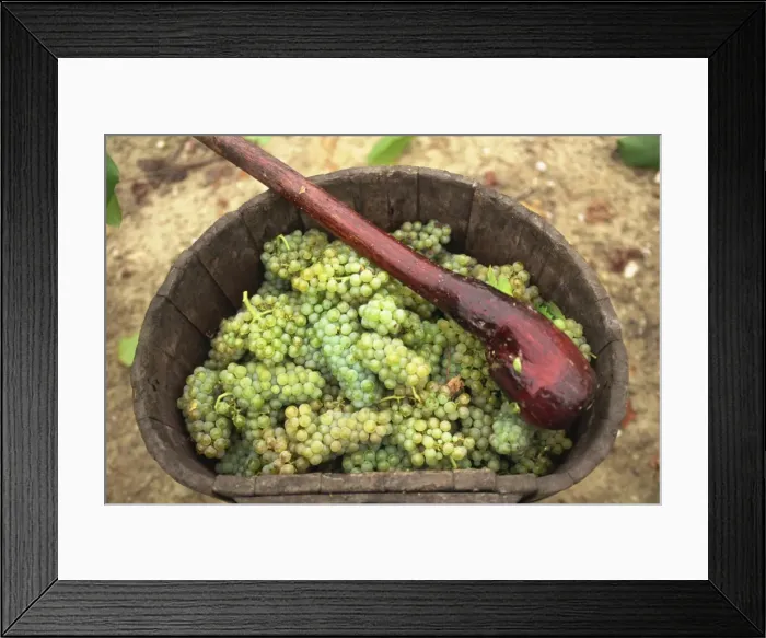 Framed Print : Muscadet grapes, Western Loire, France, Europe Framed Print : Muscadet grapes, Western Loire, France, Europe
