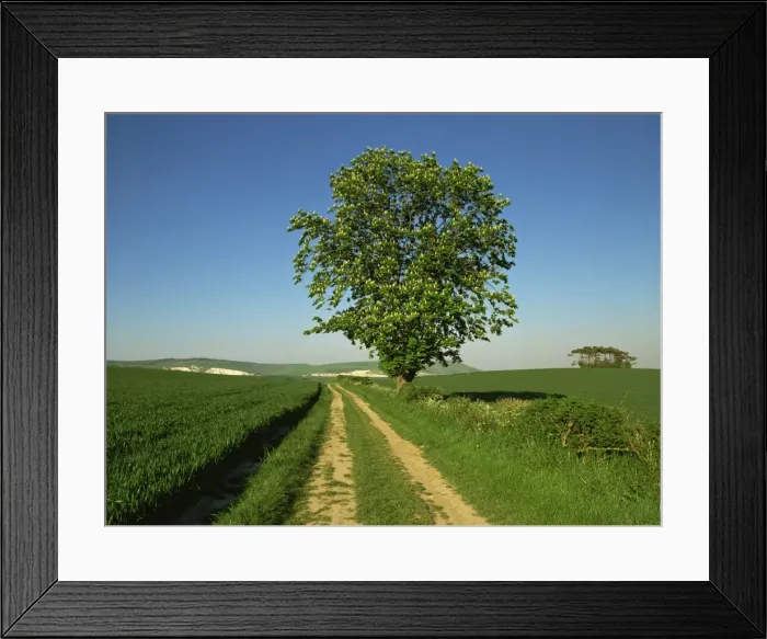 Framed Print : Agricultural land near Eastbourne, East Sussex, England, United Kingdom, Europe Framed Print : Agricultural land near Eastbourne, East Sussex, England, United Kingdom, Europe