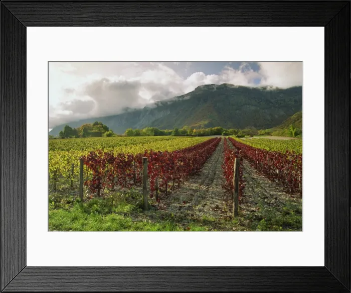 Framed Print : Vineyards near St. Ismier, near Chambery, Savoie, Rhone Alpes, France, Europe Framed Print : Vineyards near St. Ismier, near Chambery, Savoie, Rhone Alpes, France, Europe