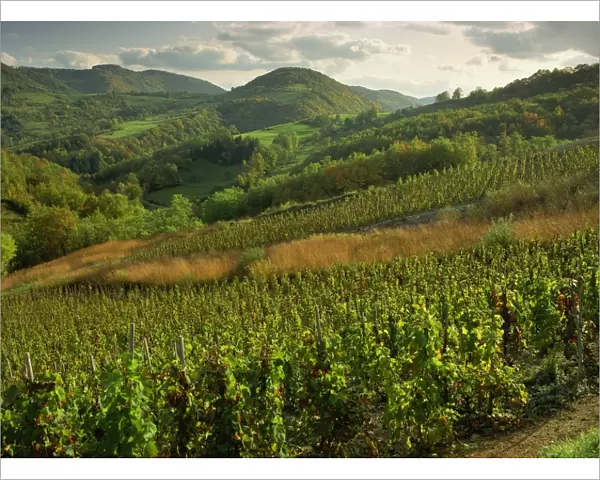 Vineyards near Cerdon, Bugey, Ain, Rhone Alpes, France, Europe