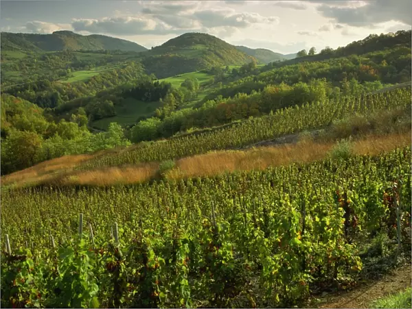 Vineyards near Cerdon, Bugey, Ain, Rhone Alpes, France, Europe