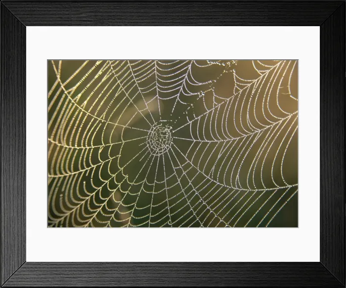Framed Print : Early morning dew on spiders web, Derbyshire, England, United Kingdom, Europe Framed Print : Early morning dew on spiders web, Derbyshire, England, United Kingdom, Europe