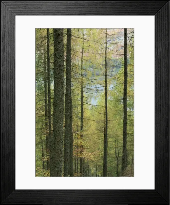 Framed Print : Lowes Water through trees, Holme Wood, Lake District, Cumbria, England Framed Print : Lowes Water through trees, Holme Wood, Lake District, Cumbria, England
