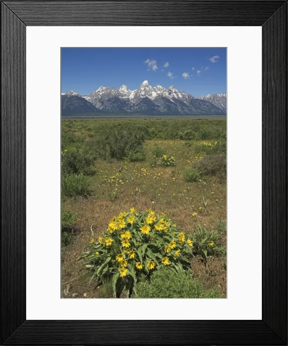 Framed Print : Yellow wild flowers in a meadow with the Grand Teton Cathedral group of mountains in the distance Framed Print : Yellow wild flowers in a meadow with the Grand Teton Cathedral group of mountains in the distance