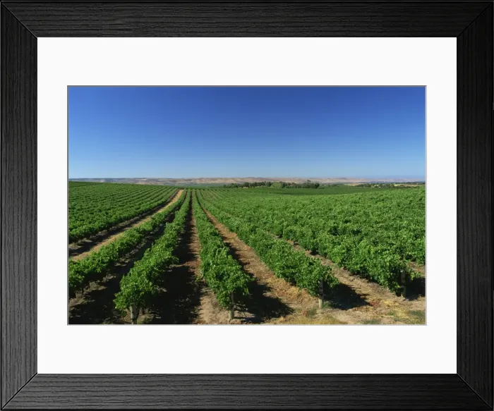 Framed Print : Vineyards, Oliverhill Wines, McLaren Vale, South Australia, Australia, Pacific Framed Print : Vineyards, Oliverhill Wines, McLaren Vale, South Australia, Australia, Pacific