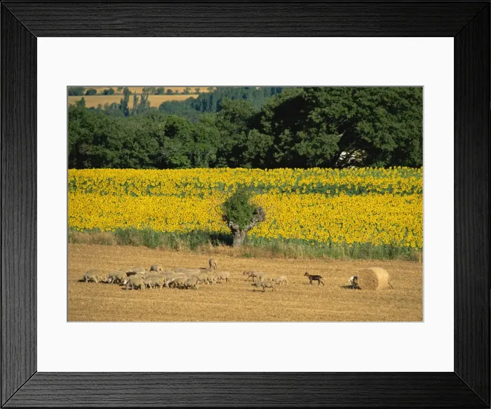 Framed Print : Sheep and sunflowers, Vaucluse, Provence, France, Europe Framed Print : Sheep and sunflowers, Vaucluse, Provence, France, Europe