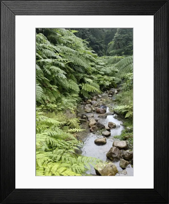 Framed Print : Fern forest, Sao Miguel Island, Azores, Portugal, Europe Framed Print : Fern forest, Sao Miguel Island, Azores, Portugal, Europe