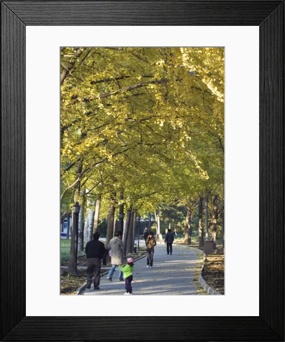 Framed Print : People walking under an avenue of autumn coloured trees in Ritan Park, Beijing Framed Print : People walking under an avenue of autumn coloured trees in Ritan Park, Beijing
