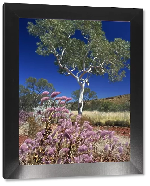 Mulla mulla wildflowers and eucalyptus tree, Karijini National Park, Pilbara