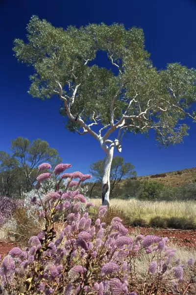 Mulla mulla wildflowers and eucalyptus tree, Karijini National Park, Pilbara